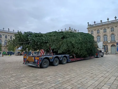 (Photos) : Le Sapin de la place Stanislas est bien arrivé à Nancy